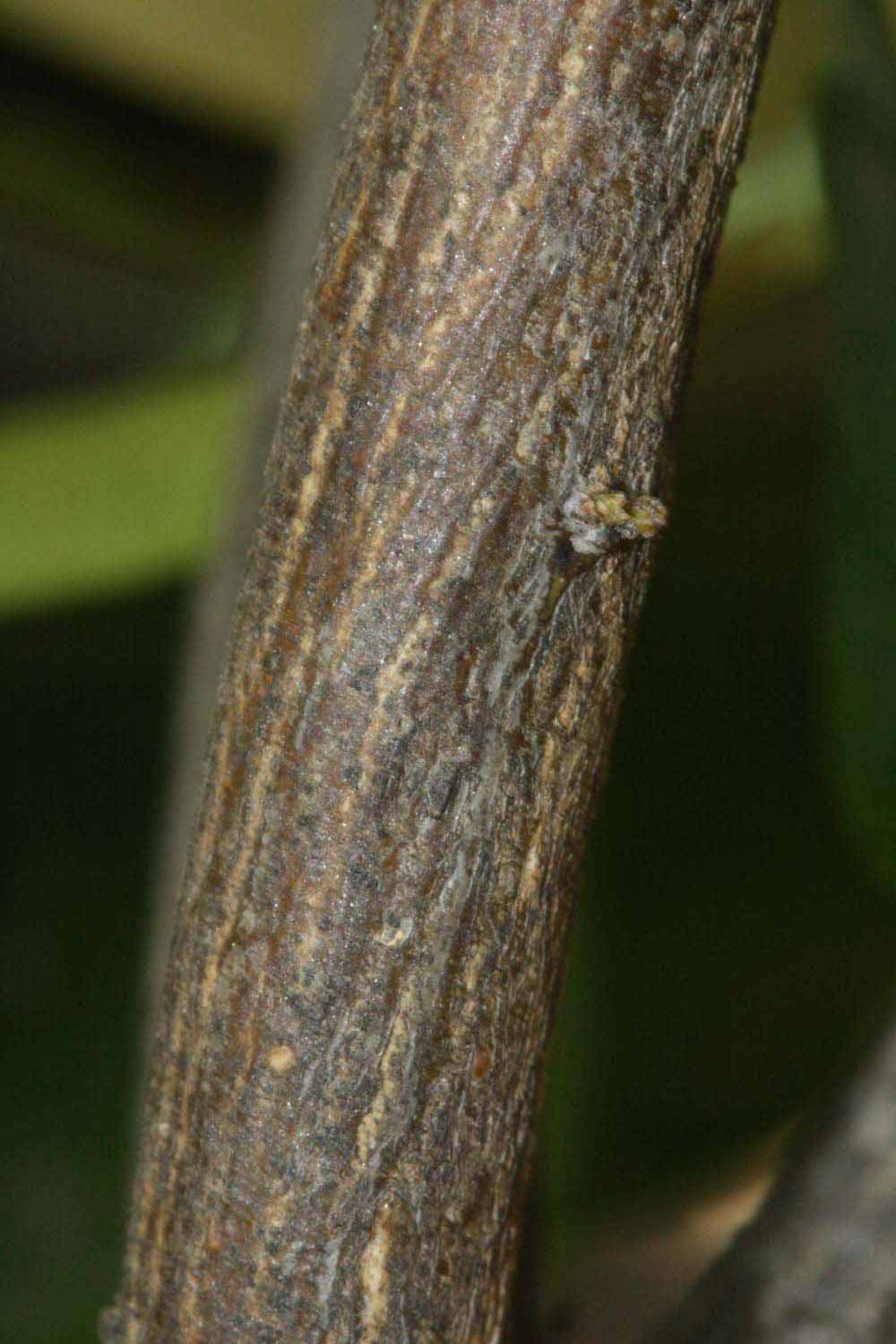              Second - third year twig (Riverside, CA)       